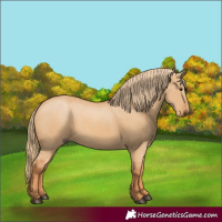 Horse Color:Red Dun 