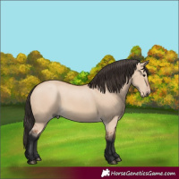 Horse Color:Bay Dun 