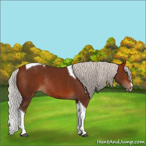 Horse Color:Silver Bay Sabino Tobiano Rabicano