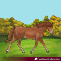 Horse Color:Chestnut 