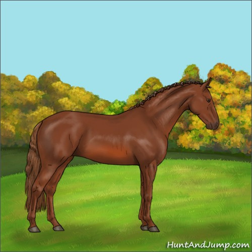 Horse Color:Chestnut 