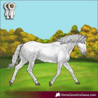 Horse Color:Gray Chestnut 