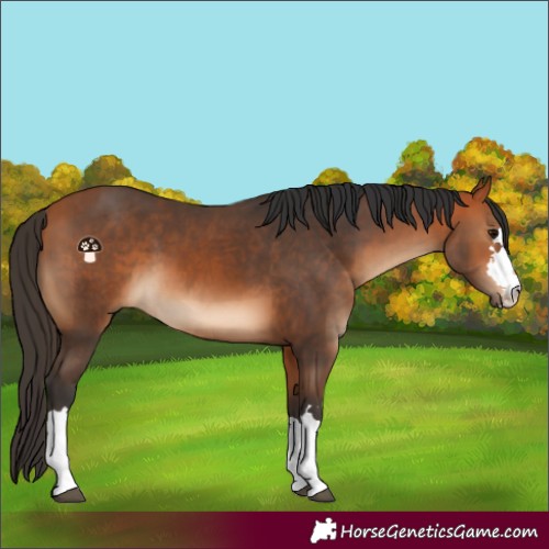 Horse Color:Bay  and Bay 