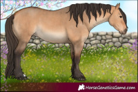 Horse Color:Bay Dun  and Bay Dun 