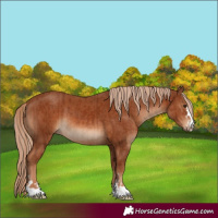 Horse Color:Chestnut and Chestnut