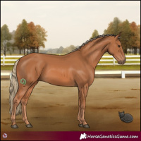 Horse Color:Chestnut 