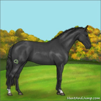 Horse Color:Blue Roan 
