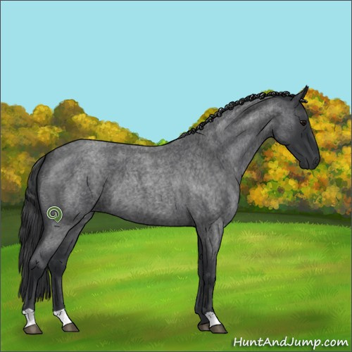 Horse Color:Blue Roan 