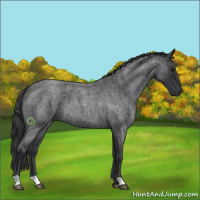 Horse Color:Blue Roan 
