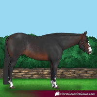 Horse Color:Brown Rabicano