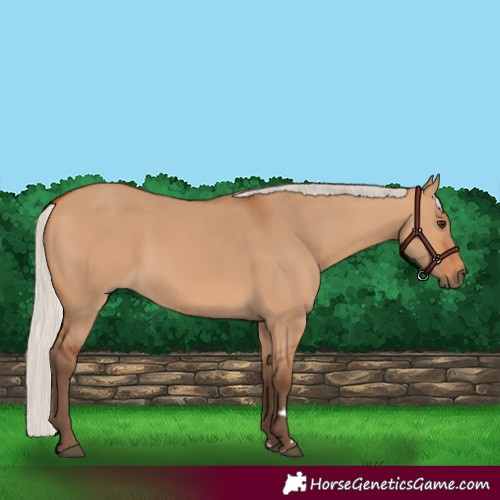 Horse Color:Silver Bay Dun Rabicano 