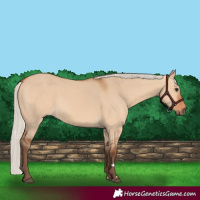 Horse Color:Silver Bay Dun Rabicano 