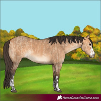 Horse Color:Bay Dun and Bay Dun