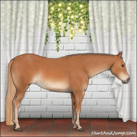 Horse Color:Chestnut  and Chestnut Rabicano 