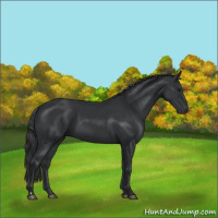 Horse Color:Black 