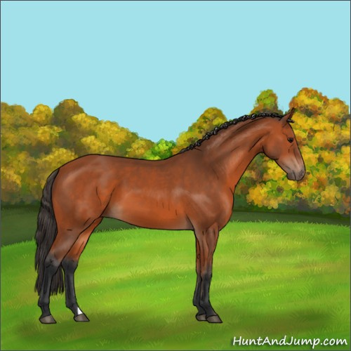 Horse Color:Bay 