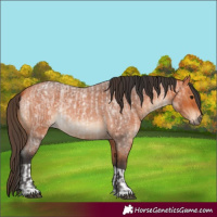 Horse Color:Bay Roan  and Bay Roan 