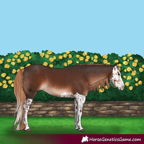 Horse Color:Liver Chestnut  and Liver Chestnut Splash 