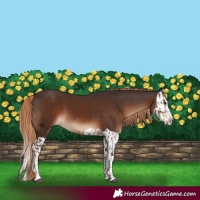 Horse Color:Liver Chestnut  and Liver Chestnut Splash 