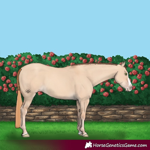 Horse Color:Gold Champagne Dun Splash 
