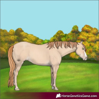 Horse Color:Gold Champagne Dun Splash