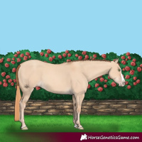 Horse Color:Gold Champagne Dun Splash 