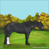 Horse Color:Black 
