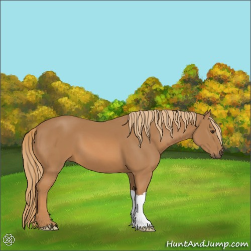 Horse Color:Chestnut 