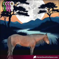 Horse Color:Brown Appaloosa