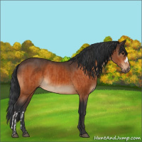 Horse Color:Bay  and Bay 