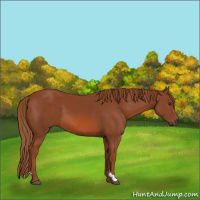 Horse Color:Chestnut 