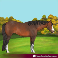 Horse Color:Bay 