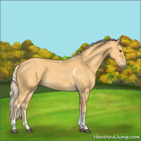 Horse Color:Palomino Tobiano 