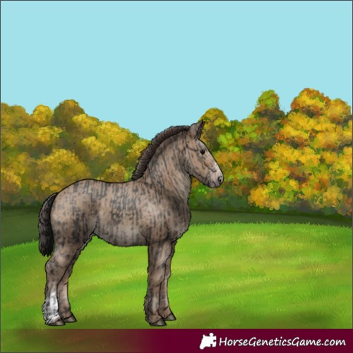 Horse Color:Black  and Classic Champagne 