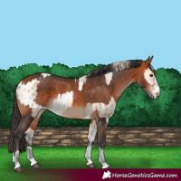 Horse Color:Buckskin Dun Blanket  and Bay 
