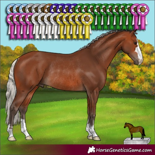 Horse Color:Silver Brown Rabicano 