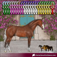 Horse Color:Silver Brown Rabicano 