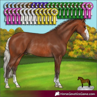 Horse Color:Silver Brown Rabicano 