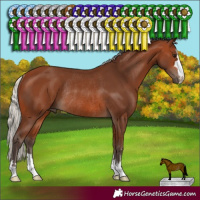 Horse Color:Silver Brown Rabicano 