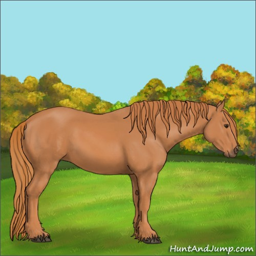 Horse Color:Chestnut 