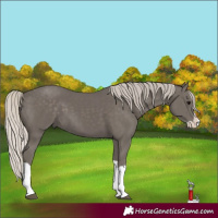 Horse Color:Silver Black Splash 