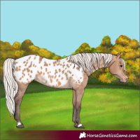 Horse Color:Silver Brown Dun Near Leopard