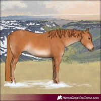 Horse Color:Chestnut  and Chestnut 