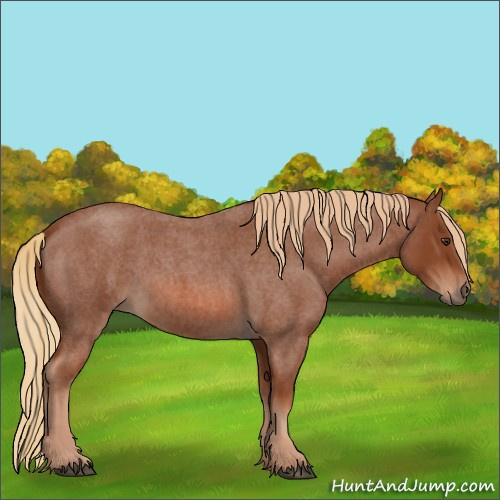 Horse Color:Red Roan