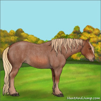 Horse Color:Red Roan 