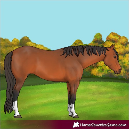 Horse Color:Bay Tobiano Rabicano 