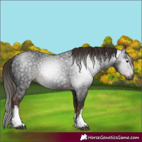 Horse Color:Gray White Spotted Liver Chestnut 