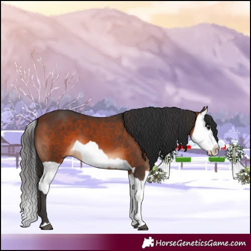 Horse Color:Brown  and Brown Splash 