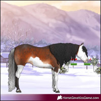 Horse Color:Brown  and Brown Splash 