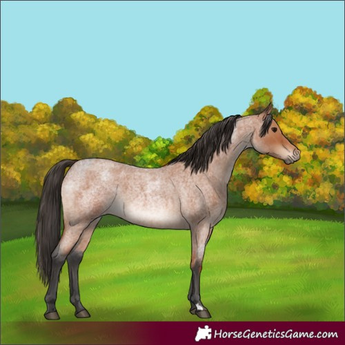 Horse Color:Bay Roan  and Bay Roan 